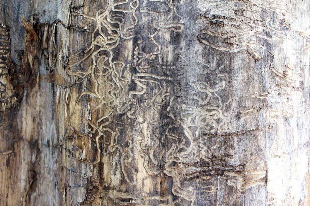 termite, tracks, tree, damage, nature, brown, pattern, hole, pest, rough, grain, insect, textured, timber, bark, environment, damaged, termite, termite, termite, termite, termite