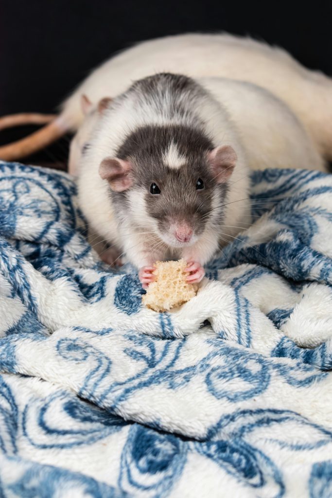 A cute rat sitting on a blue patterned blanket, nibbling on a snack. Perfect for animal lovers.